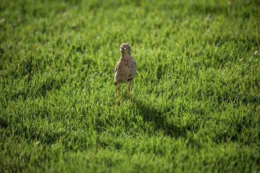 Close-up of a Canary Pipit (Anthus berthelotii), a wading bird in the Canary Islands.