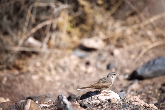 Close-up of a Canary Pipit (Anthus berthelotii), a wading bird in the Canary Islands.