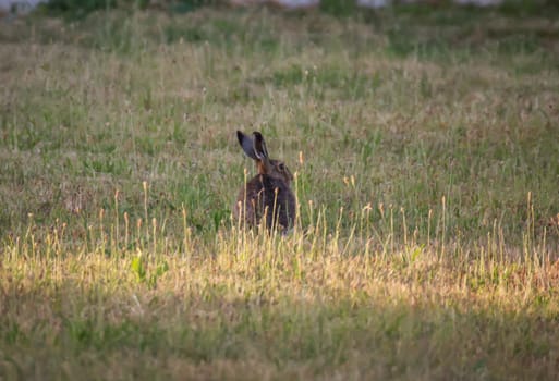A brown hare on a meadow in the evening light.