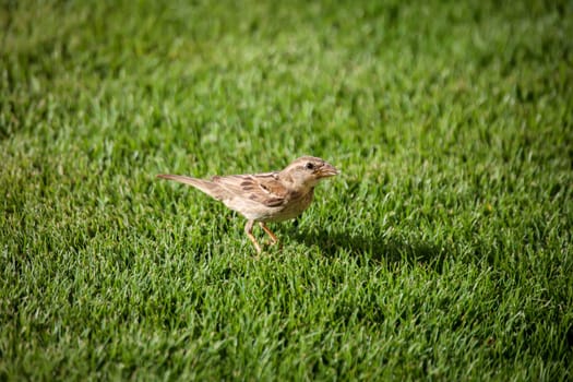 Close-up of a Canary Pipit (Anthus berthelotii), a wading bird in the Canary Islands.