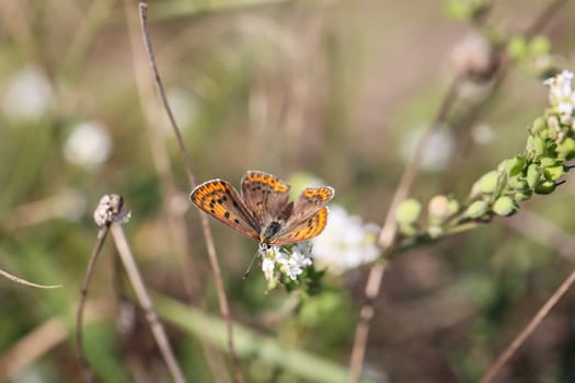 Close up of a brown fire butterfly, Lycaena tityrus on a plant.