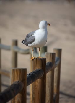 A seagull sits on a post of a path border.