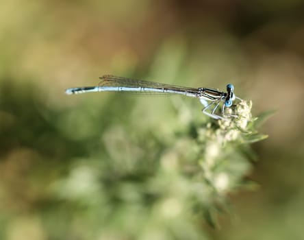 A damselfly on the flower of a plant in midsummer.