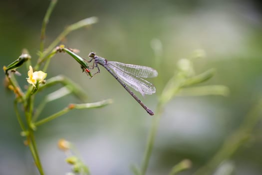 A damselfly on the flower of a plant in midsummer.