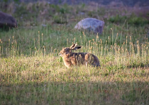 A brown hare on a meadow in the evening light.