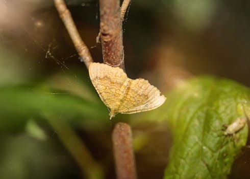 An ochre yellow leafhopper, Camptogramma bilineata on a branch of a bush.