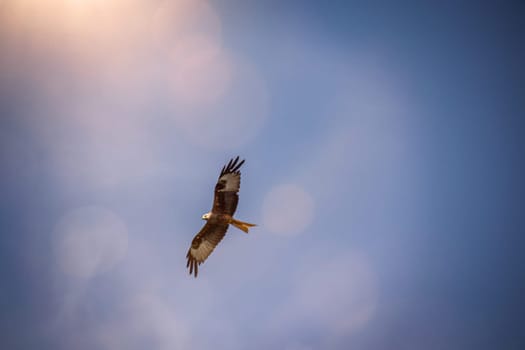 A red kite, bird of prey circles in the sky.