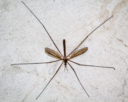 Close-up of a snake, a Tipula paludosa / oleracea. Portrait of a long legged cricket.