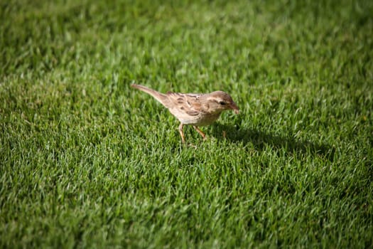 Close-up of a Canary Pipit (Anthus berthelotii), a wading bird in the Canary Islands.