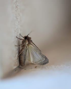 A butterfly, native to Fuertefentura on a wall.