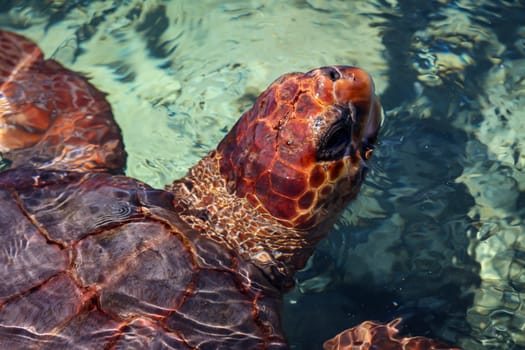 A sea turtle in the water, portrait of a sea turtle.