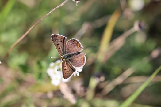Close up of a brown fire butterfly, Lycaena tityrus on a plant.