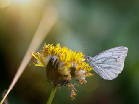 A green veined whiting, Pieris napi on a dandelion.