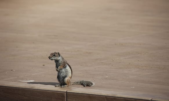 Close-up of an Atlas squirrel on Fuerteventura. An introduced species.