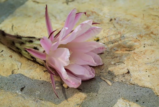 The flower of a katu. Close-up of a fallen cactus flower on a stone slab.