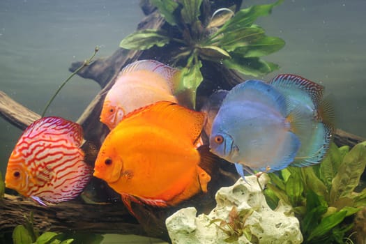 A group of discus fish in an aquarium. Discus fish come from the Amazon.