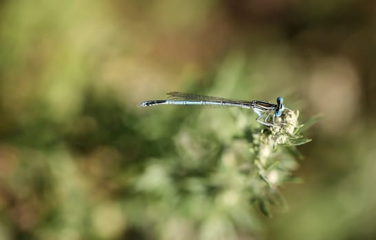 A damselfly on the flower of a plant in midsummer.
