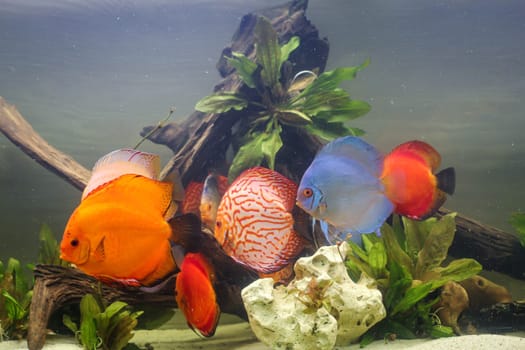 A group of discus fish in an aquarium. Discus fish come from the Amazon.