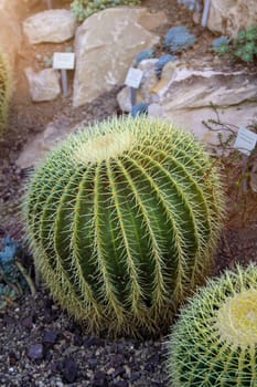Portrait of a cactus, also called mother-in-law chair.
