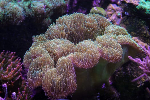 A large anemone in a saltwater aquarium.
