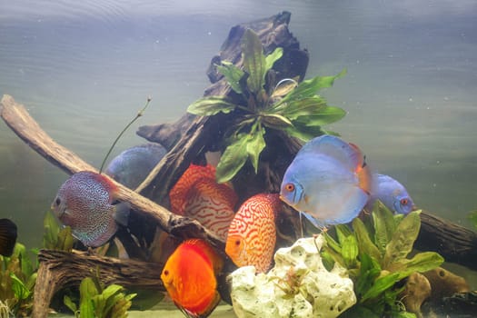 A group of discus fish in an aquarium. Discus fish come from the Amazon.