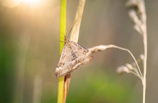 A plantain borer, Pyrausta despicata hiding in the grass.