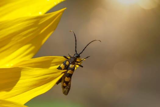 A four-banded narrowbuck, Leptura quadrifasciata on a sunflower.
