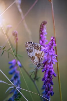 A checkerboard butterfly on a grass plant in a meadow.