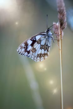 A checkerboard butterfly on a grass plant in a meadow.