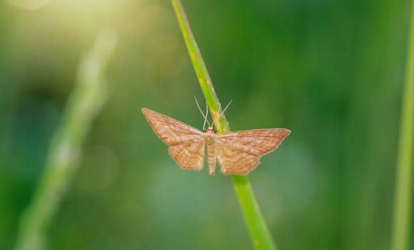 A pagan moth on a blade of grass in a meadow.