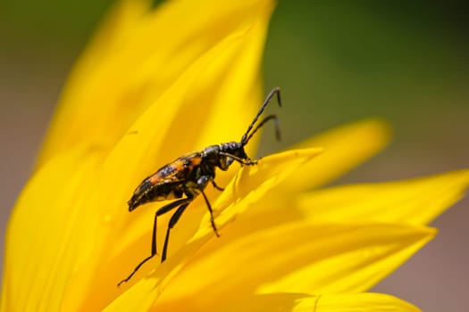 A four-banded narrowbuck, Leptura quadrifasciata on a sunflower.