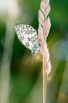 A checkerboard butterfly on a grass plant in a meadow.