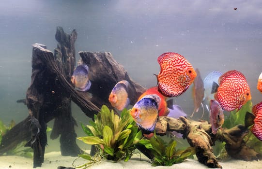 A group of discus fish in an aquarium. Discus fish come from the Amazon.
