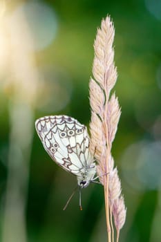 A checkerboard butterfly on a grass plant in a meadow.
