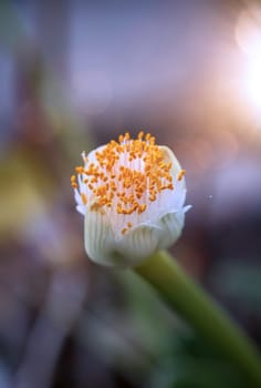 The flower of the elephant ear, Alocasia odora. close-up of an exotic flower.