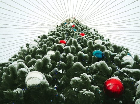 Christmas tree with snow on the branches and needles. Decorations made of beautiful white, blue, red balls and garlands. From the top of the tree, garlands are stretched in different directions.