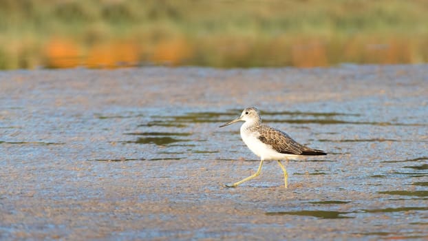 Sharp-tailed Sandpiper shorebird wading in the shallow coastal waters