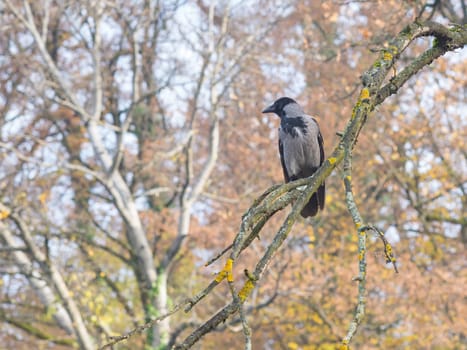 Crow perching in a tree