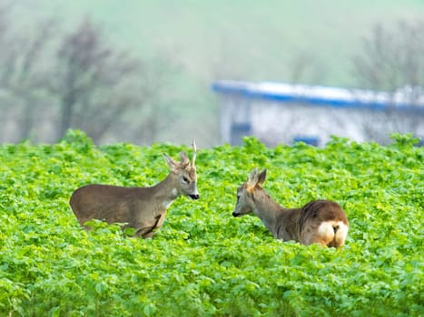 Roe deer, capreolus capreouls, couple int rutting season staring on a field with yellow wildflowers. Two wild animals standing close together. Love concept.
