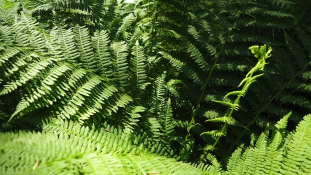 Fern-shaped plant in the forest. Beautiful graceful green leaves. Polypodiphyta, a department of vascular plants that includes modern ferns and ancient higher plants.