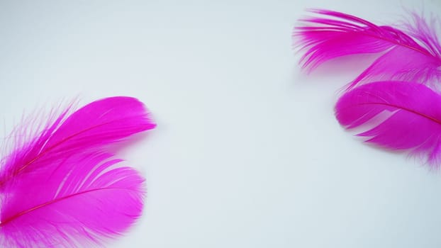 Pink and crimson feathers as a background. Light curved fluffy feathers. Flamingo plumage. Colored feathers. Theme of Love, St. Valentine's Day.