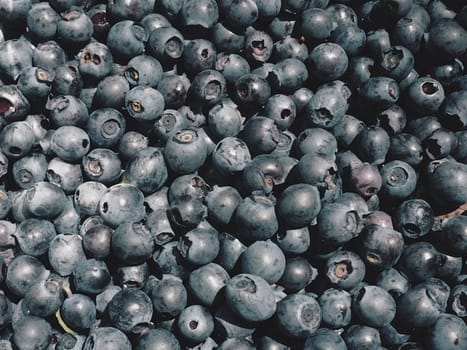 Blueberry, or Blueberry ordinary, or Blueberry myrrheal Vaccinium myrtillus, stunted shrub, family Heather. Fresh juicy first-class forest berries. Lots of blueberries, top view.
