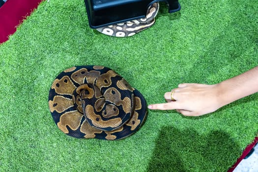 Ball python is a popular pet in Thailand.
