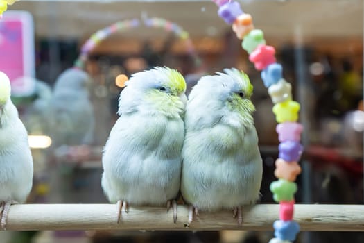 Parrots are posing to take the picture. Bird is a popular pet in Thailand.