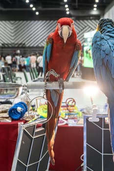 Macaw perched on a branch. Bird is a popular pet in Thailand.