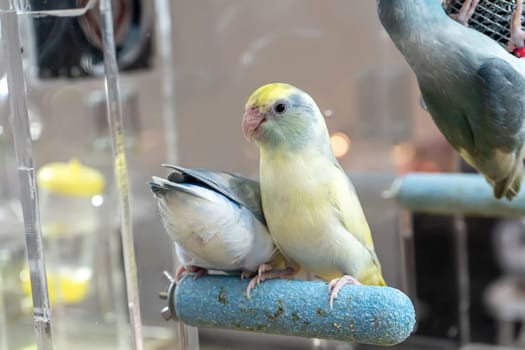 Parrots are posing to take the picture. Bird is a popular pet in Thailand.