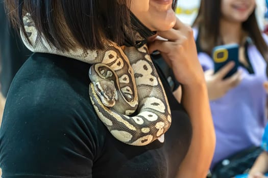 Ball python is a popular pet in Thailand.