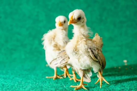The yellow serama chicks on a artificial grass background.
