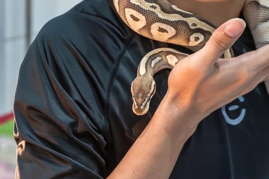 Ball python is a popular pet in Thailand.