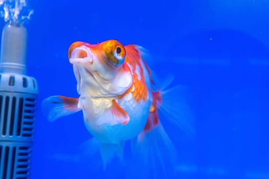 The goldfish in the cabinet on blue background.
